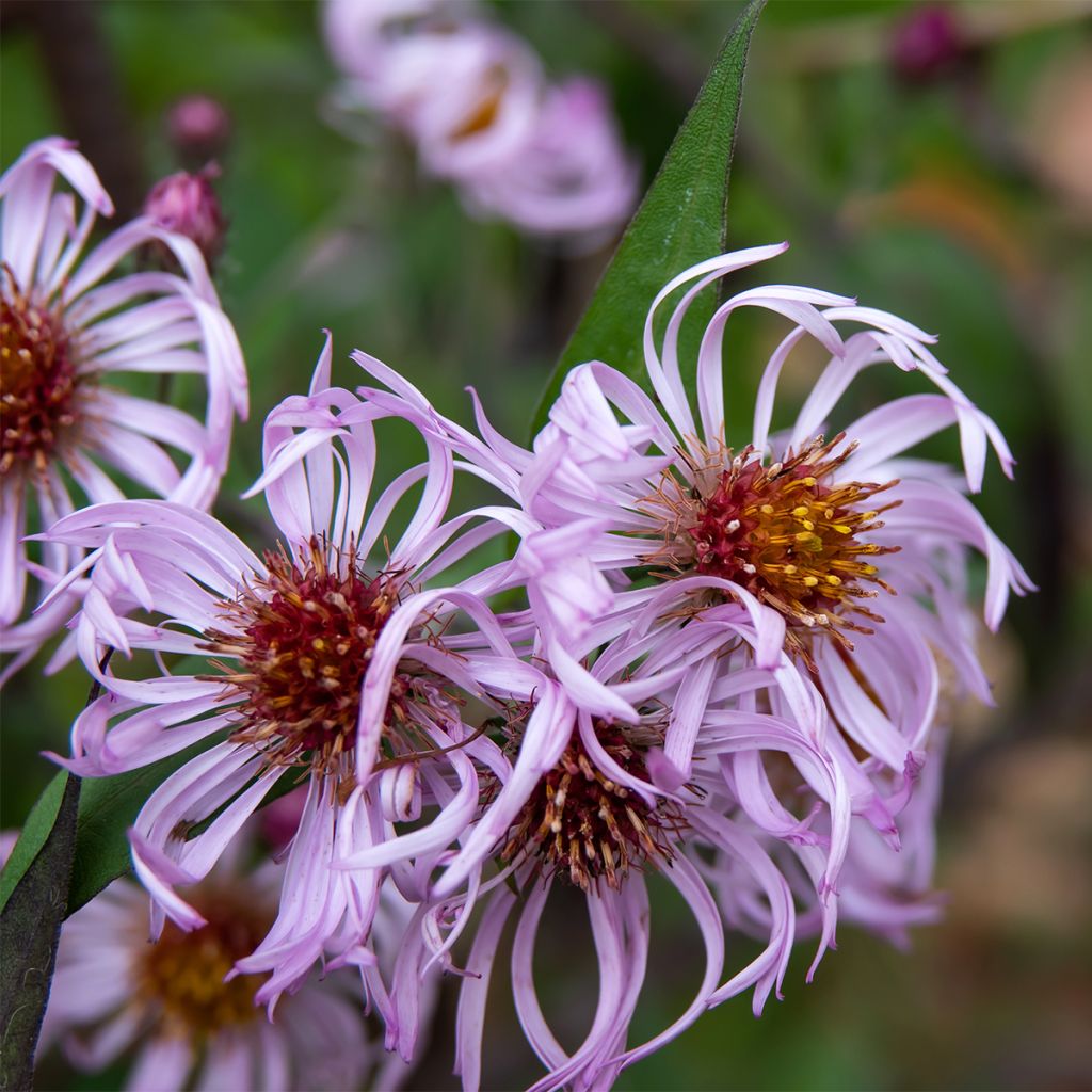 Aster carolinianus