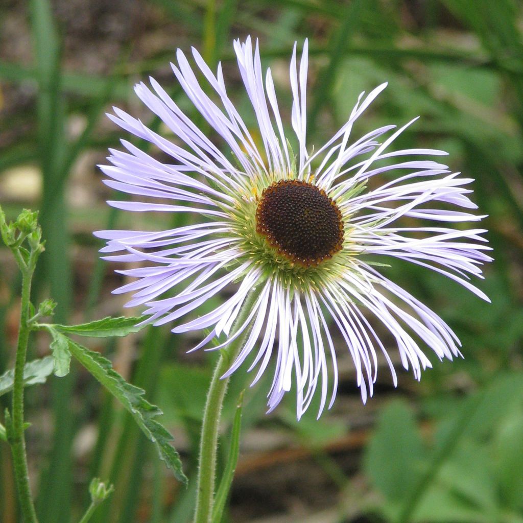 Aster diplostephioides