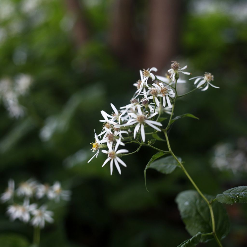 Aster divaricatus