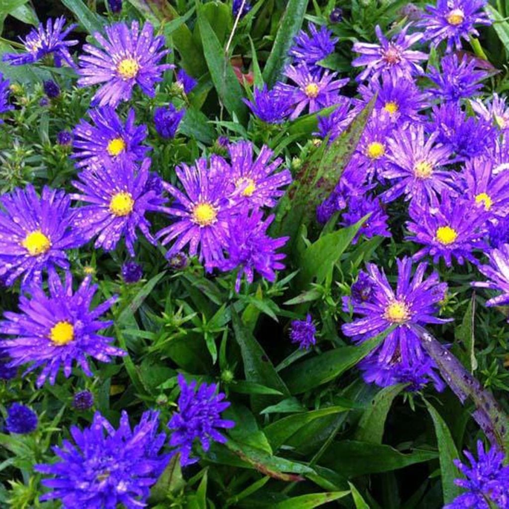 Aster dumosus Augenweide - Aster nain d’automne rose violacé