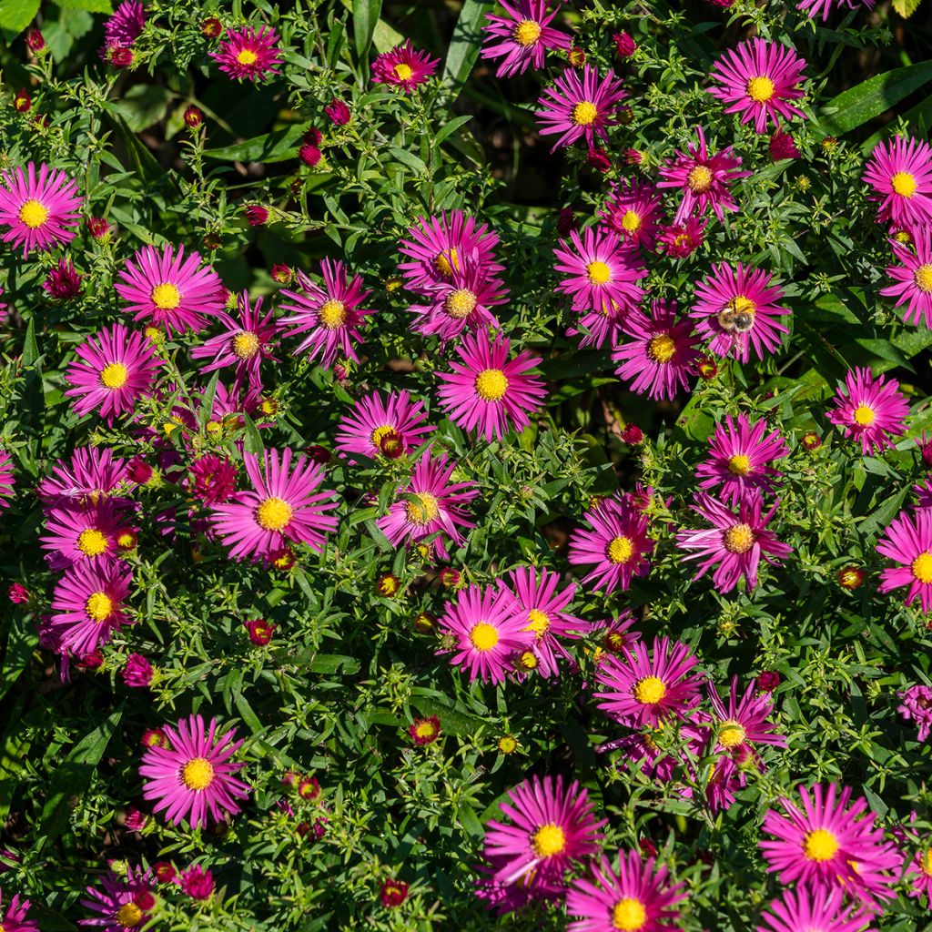 Aster dumosus Bahamas