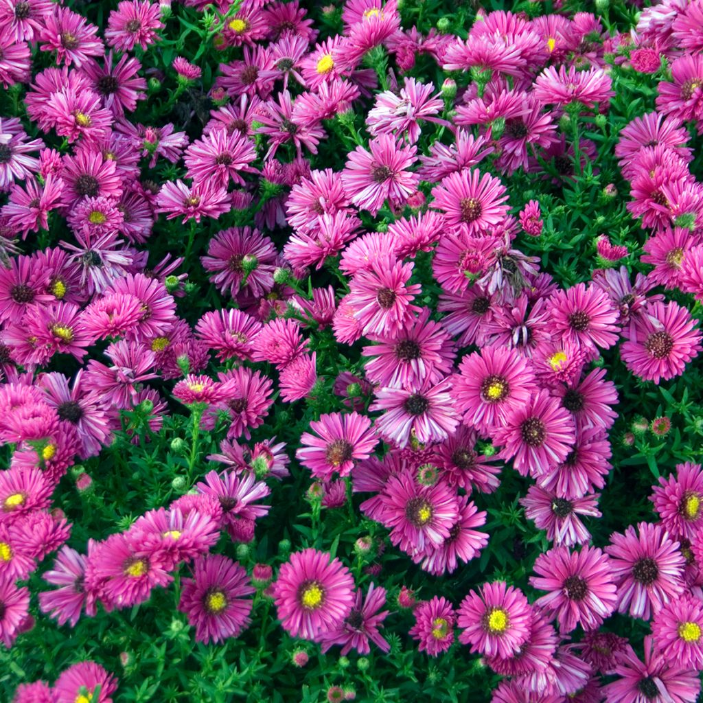 Aster dumosus Jenny