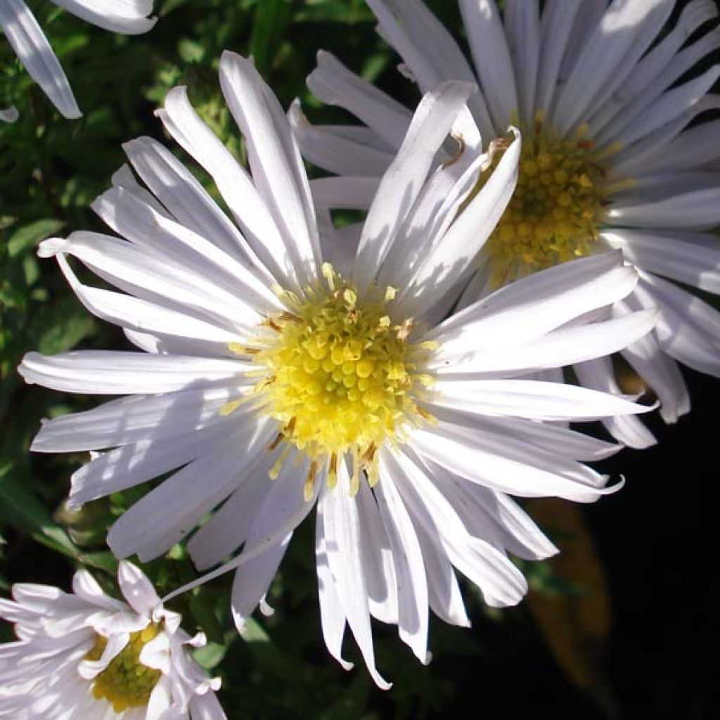 Aster dumosus Kristina