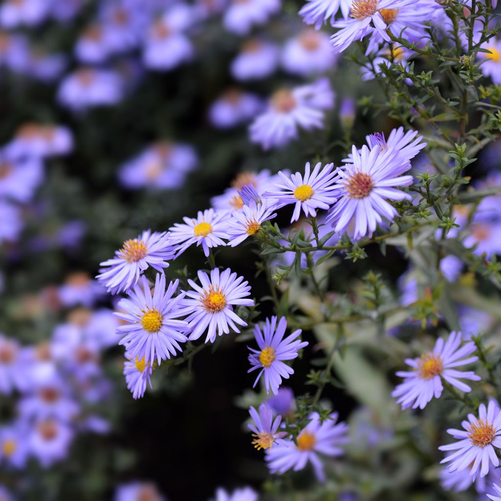 Aster dumosus Professeur Anton Kippenberg