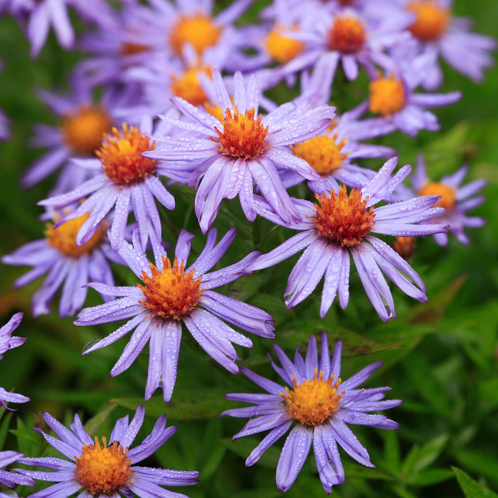 Aster dumosus Professeur Anton Kippenberg