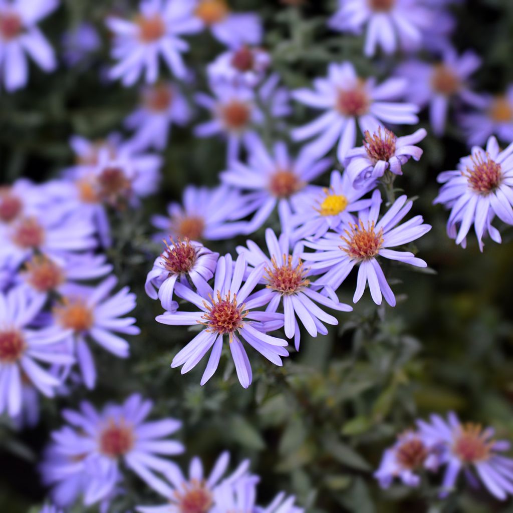 Aster dumosus Professeur Anton Kippenberg