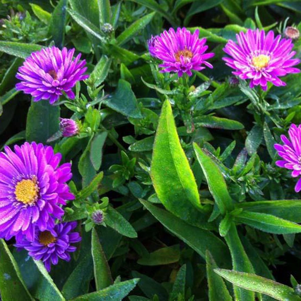 Aster dumosus Starlight