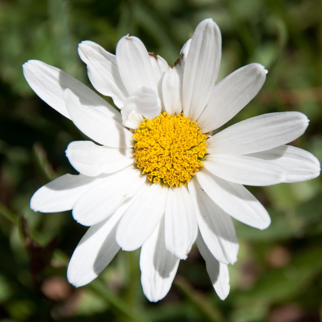 Aster ericoides