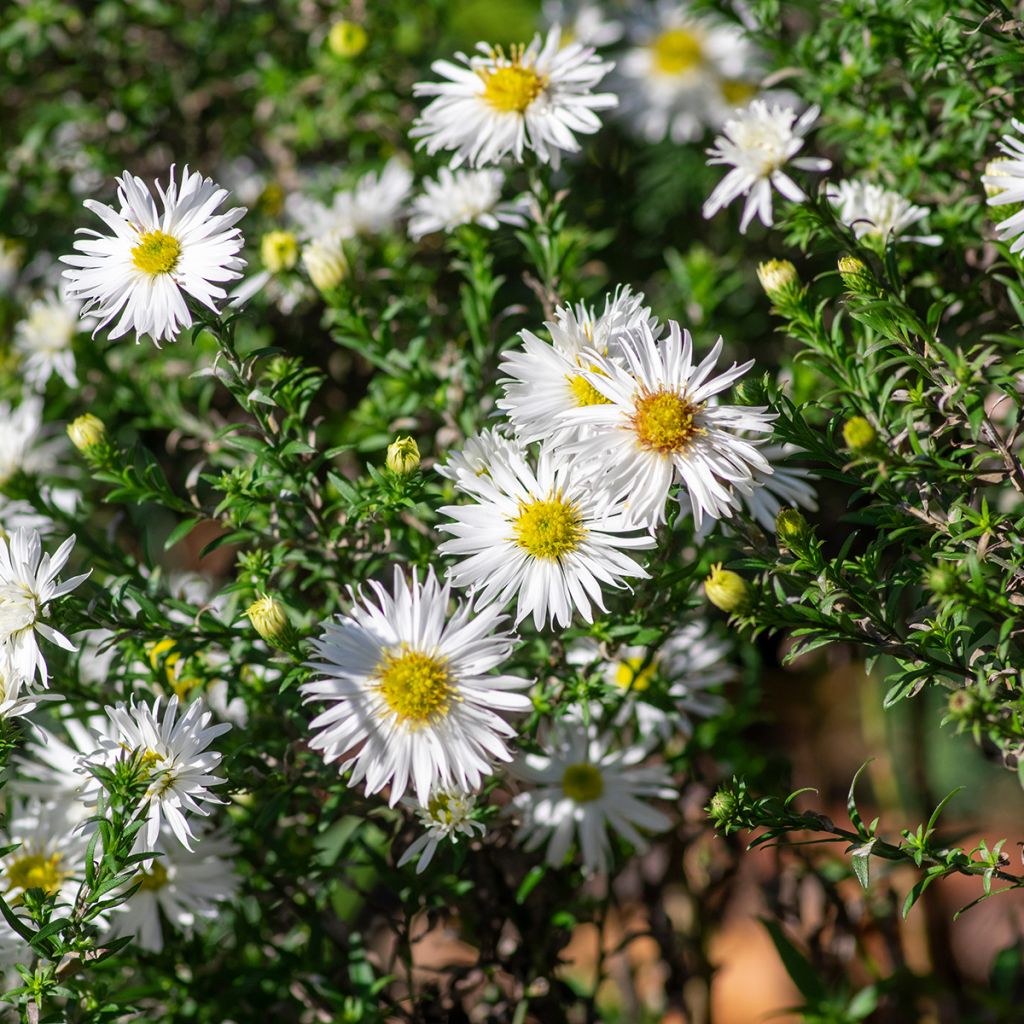 Aster ericoides f. prostratus Snow Flurry