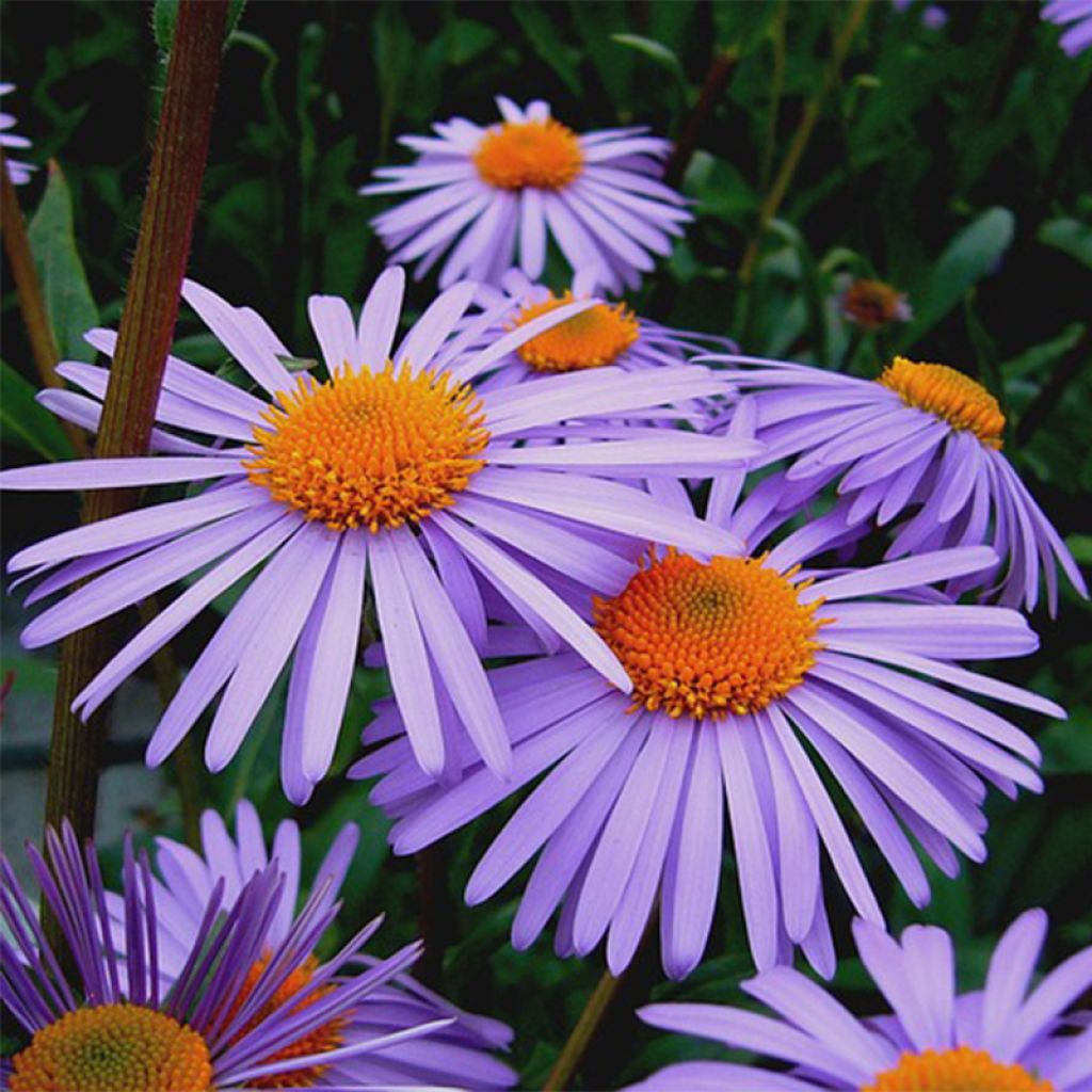 Aster farreri