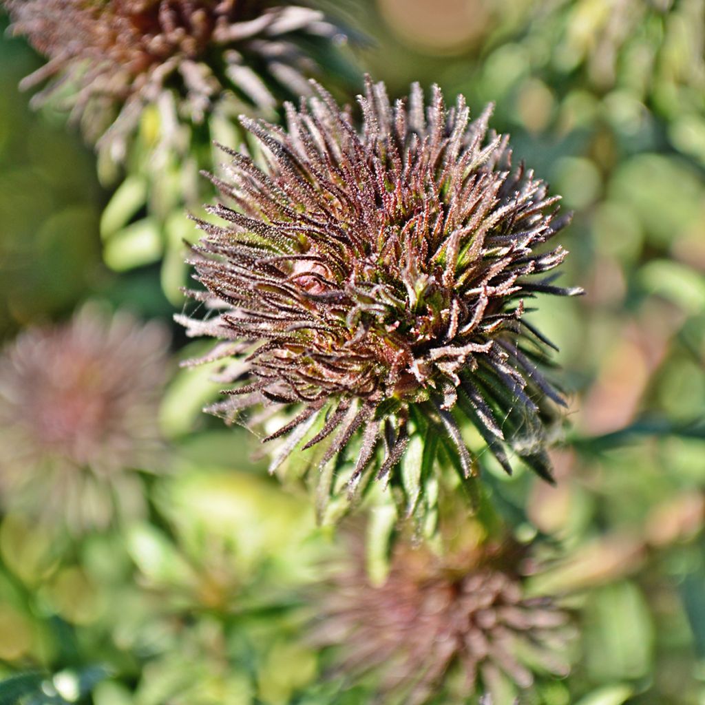 Aster novae-angliae Ann Leys - Astro settembrino