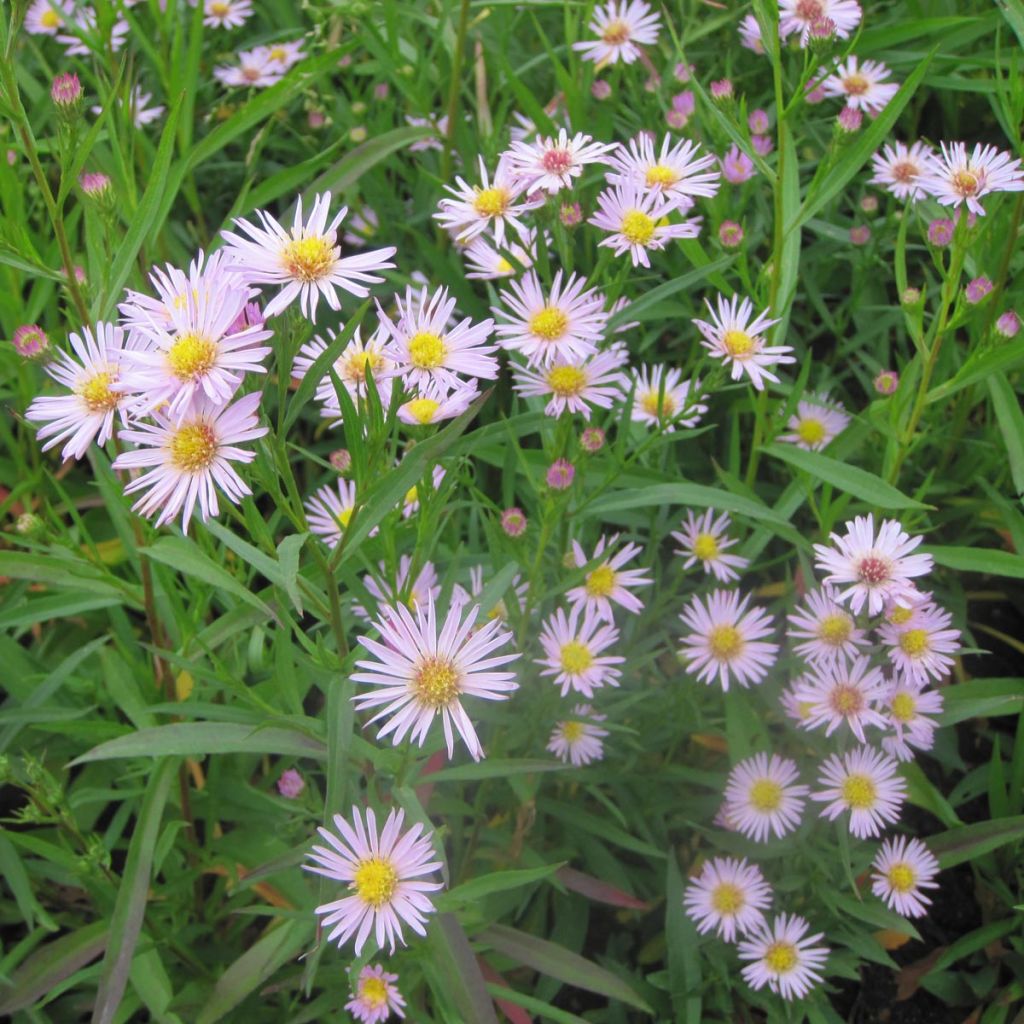 Aster hybride Ochtendglorren