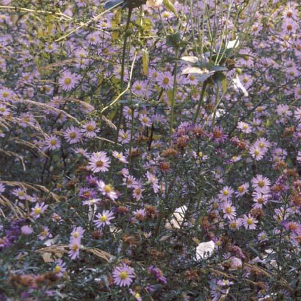 Aster laevis - Aster lisse 