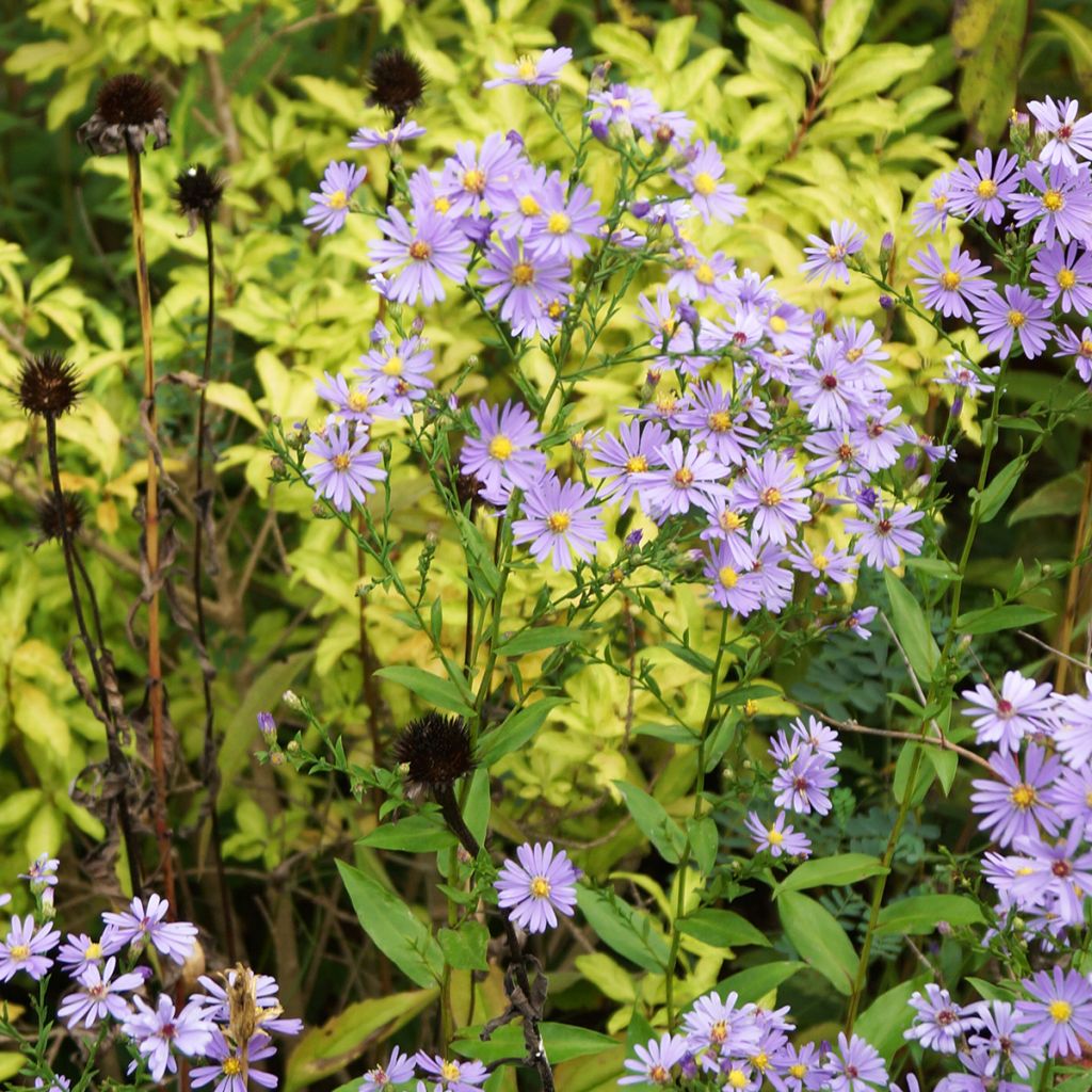 Aster laevis