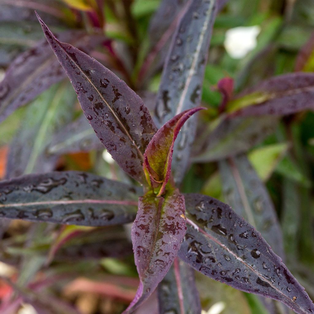 Aster lateriflorus Lady In Black