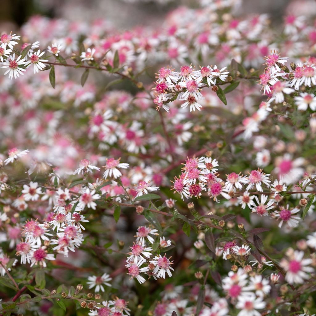 Aster lateriflorus Lady In Black