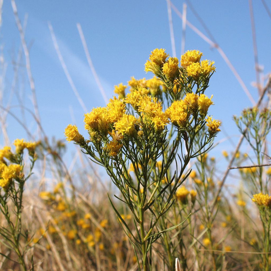 Aster linosyris - Astro spillo d'oro