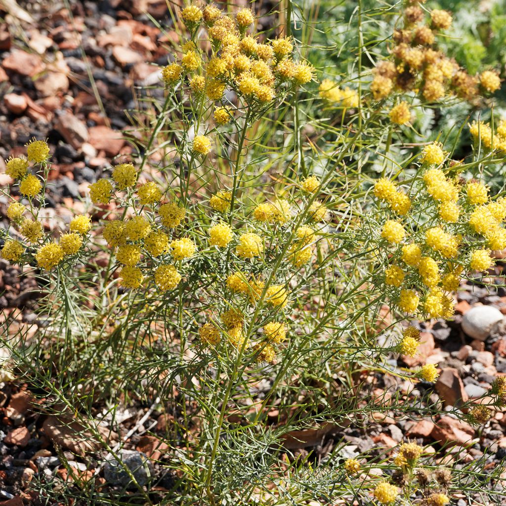 Aster linosyris - Astro spillo d'oro