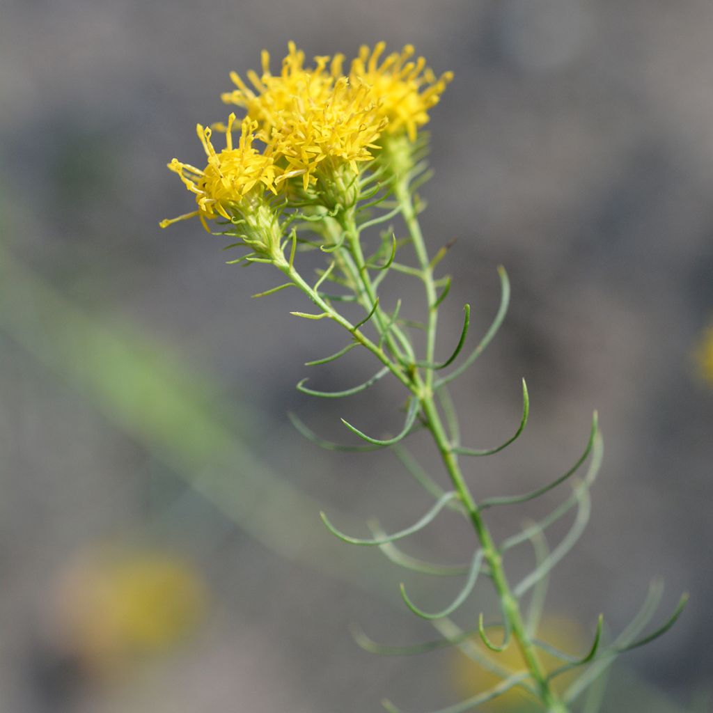 Aster linosyris - Astro spillo d'oro