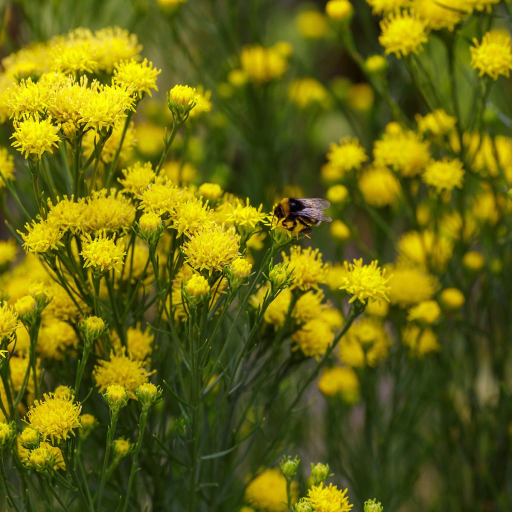 Aster linosyris - Astro spillo d'oro