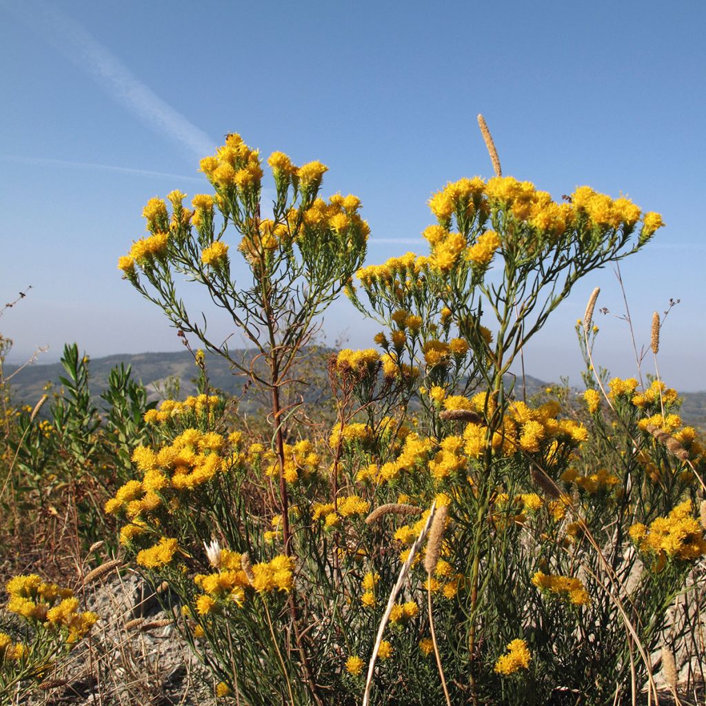 Aster linosyris - Astro spillo d'oro