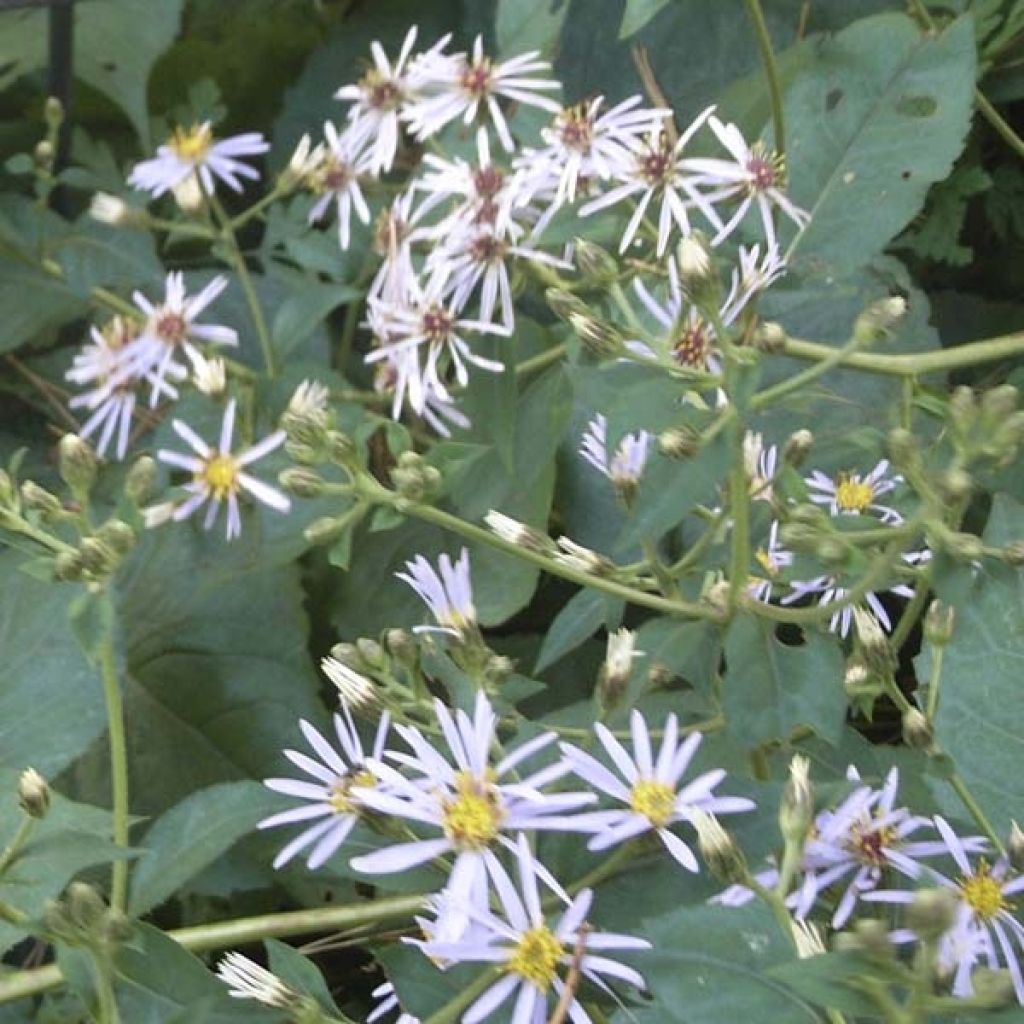 Aster macrophyllus