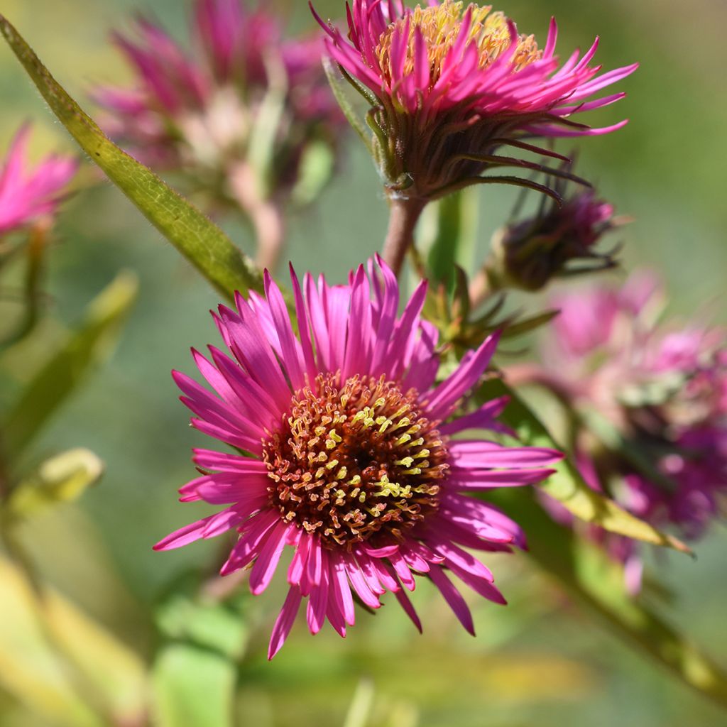 Aster novae-angliae Andenken an Alma Pötschke - Astro settembrino