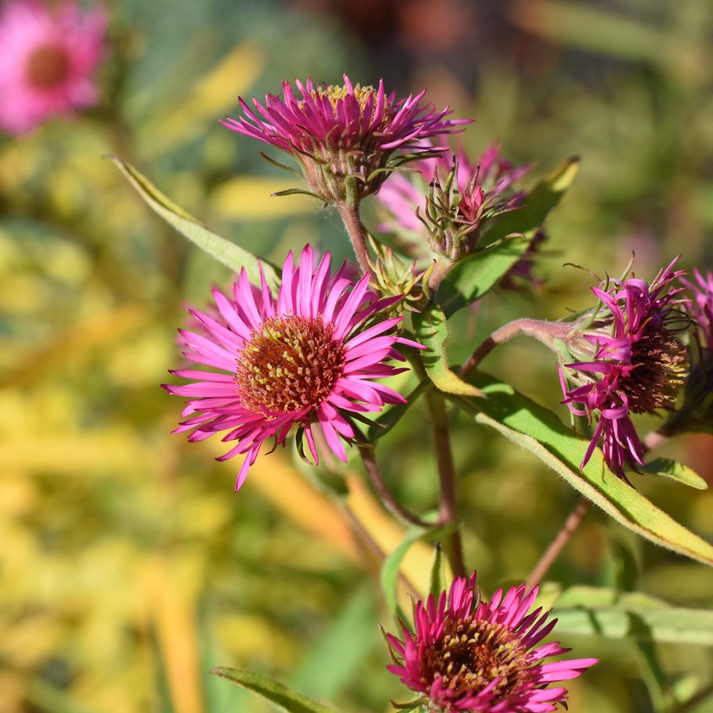 Aster novae-angliae Andenken an Alma Pötschke - Astro settembrino