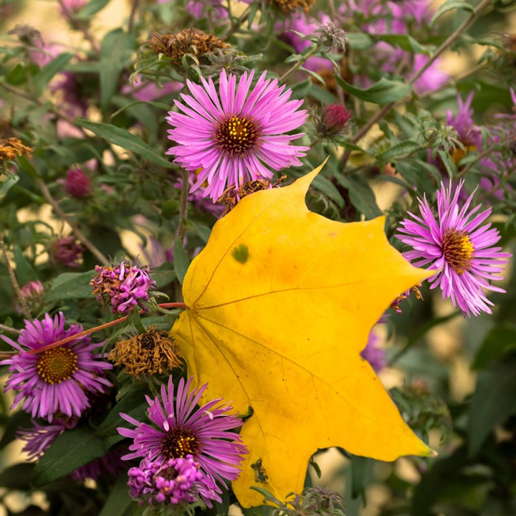 Aster novae-angliae Barrs Pink - Astro settembrino