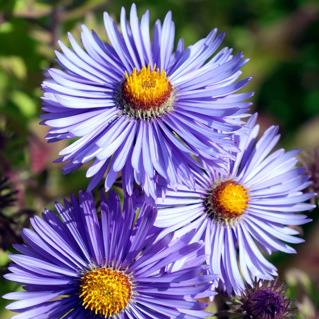 Aster novae-angliae Barrs Blue - Astro settembrino