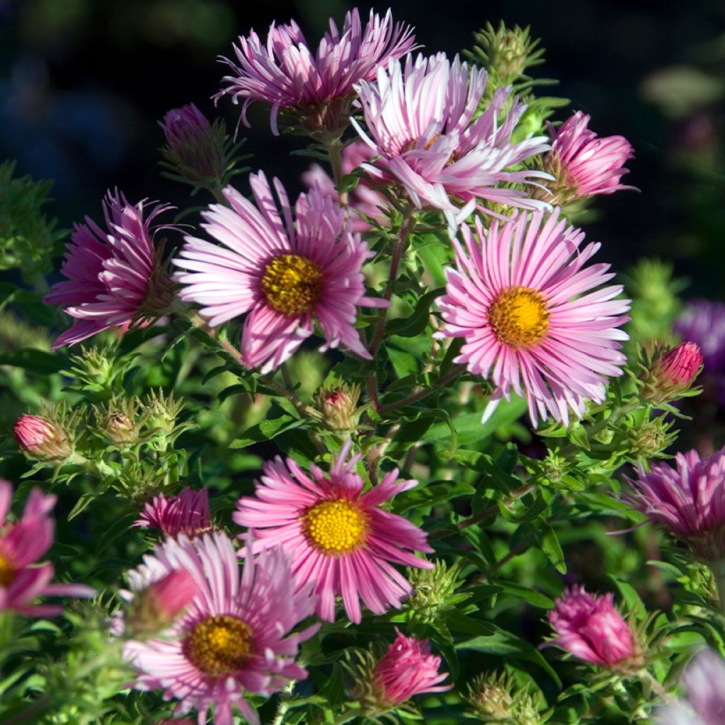 Aster novae-angliae Madame Loyau - Astro settembrino