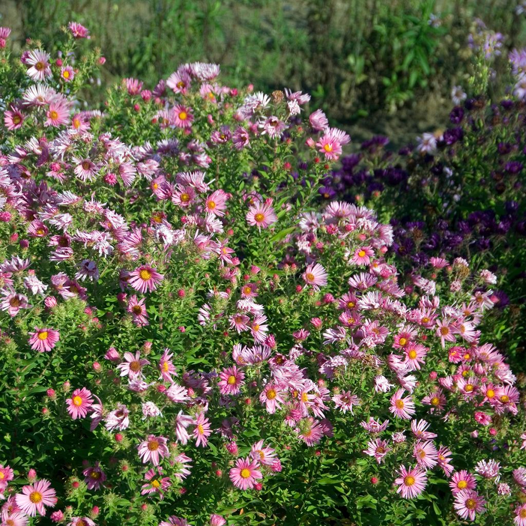 Aster novae-angliae Madame Loyau - Astro settembrino