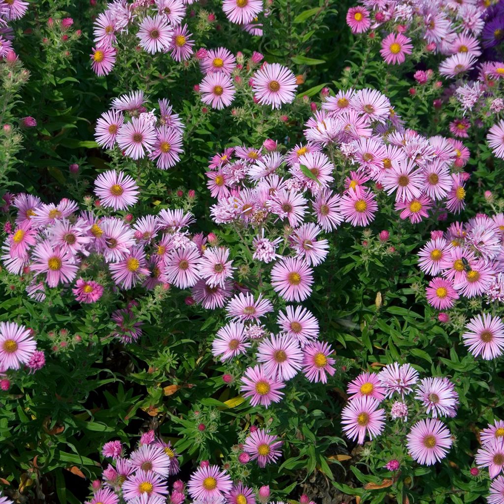 Aster novae-angliae Madame Loyau - Astro settembrino