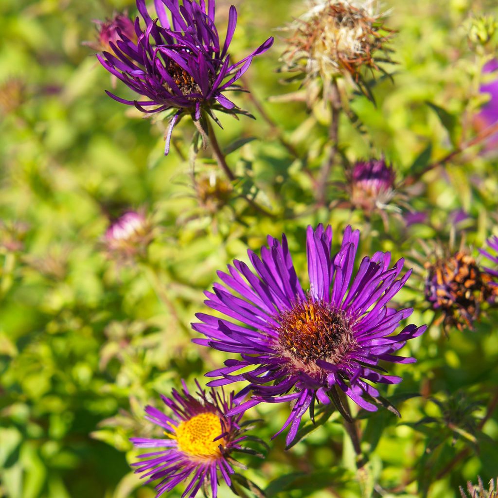 Aster novae-angliae Purple Dome - Astro settembrino