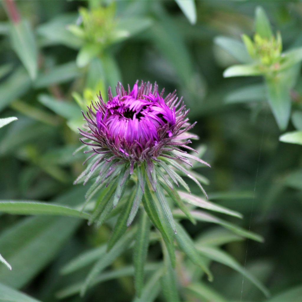 Aster novae-angliae Purple Dome - Astro settembrino