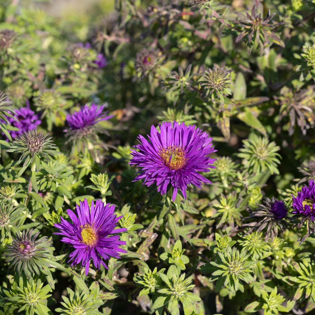 Aster novae-angliae Purple Dome - Astro settembrino