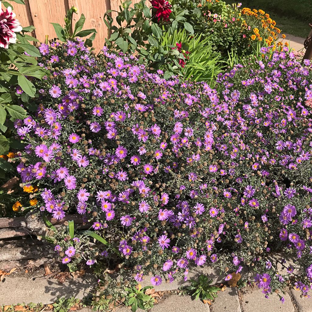 Aster novae-angliae Purple Dome - Astro settembrino