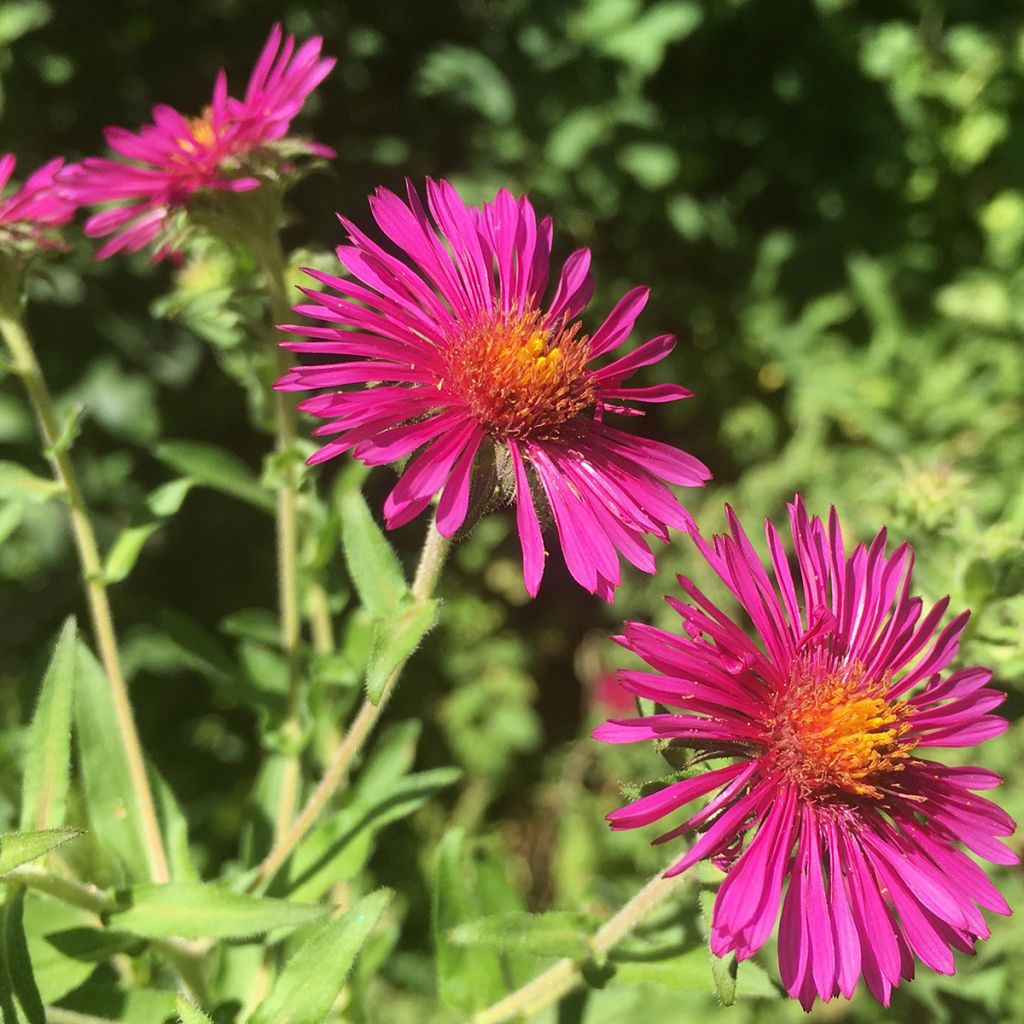 Aster novae-angliae Septemberrubin - Astro settembrino