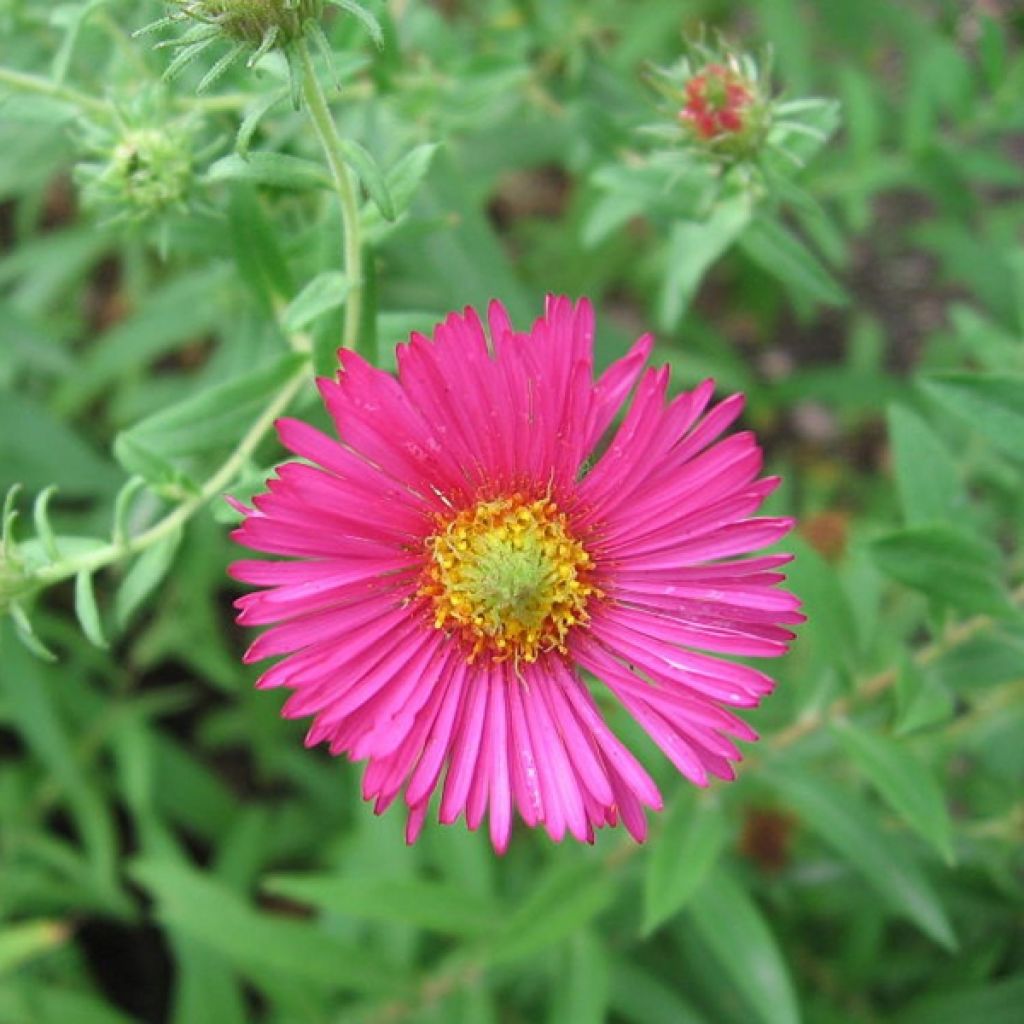 Aster novae-angliae Andenken an Alma Pötschke - Astro settembrino