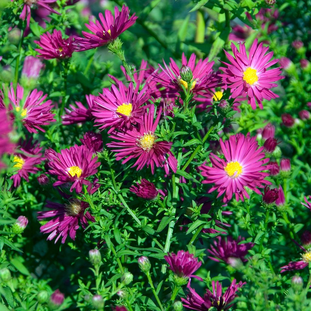 Aster novi-belgii Crimson Brocade - Astro settembrino