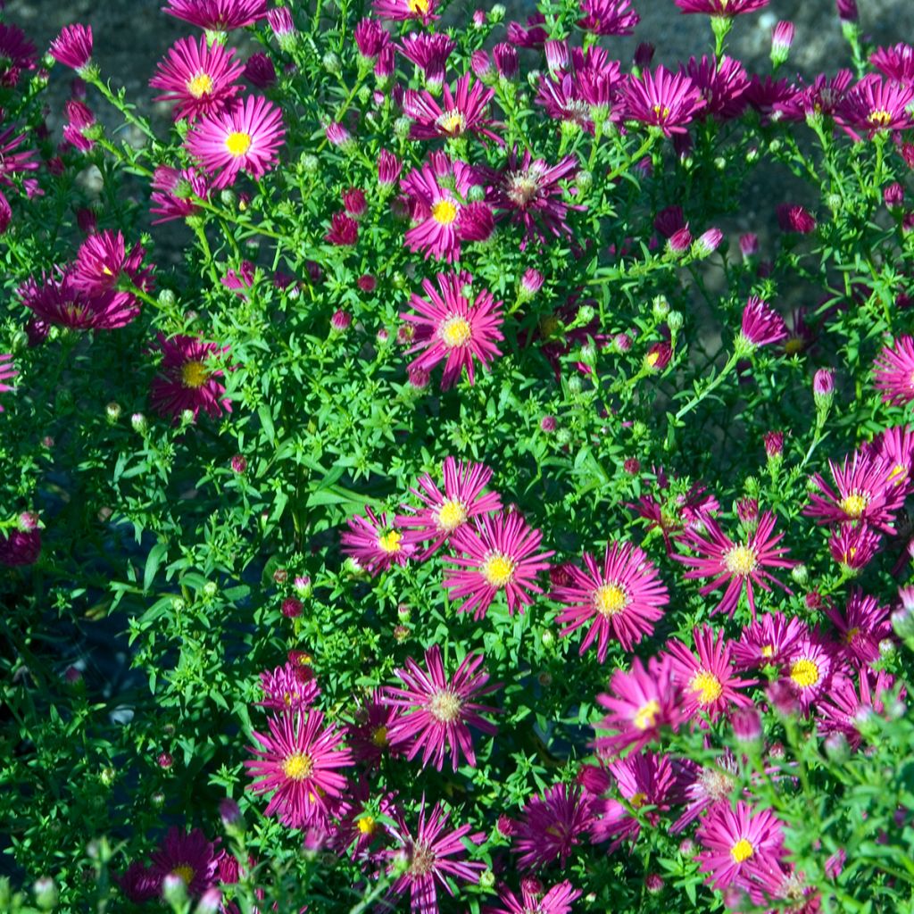 Aster novi-belgii Crimson Brocade - Astro settembrino