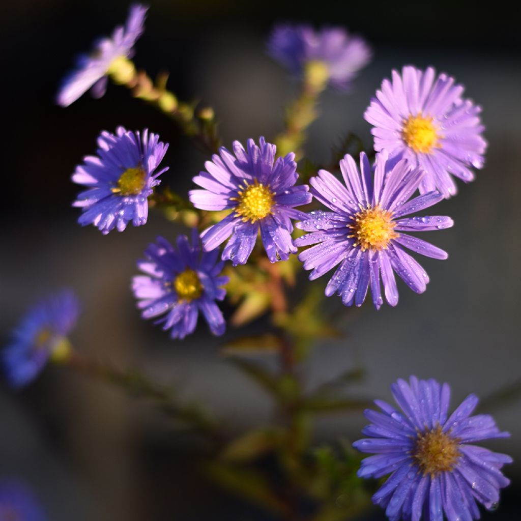 Aster novi-belgii Dauerblau - Astro settembrino