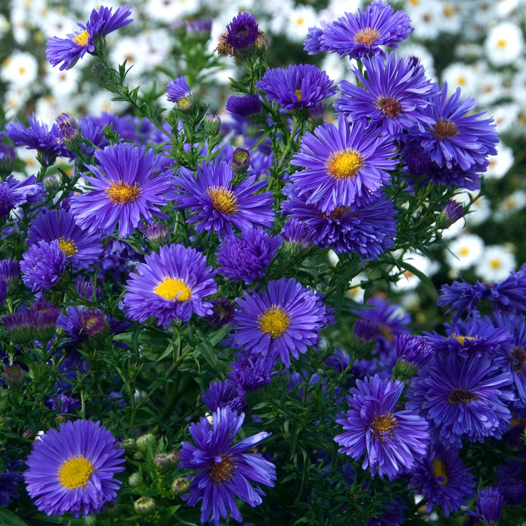 Aster novi-belgii Eventide - Astro settembrino