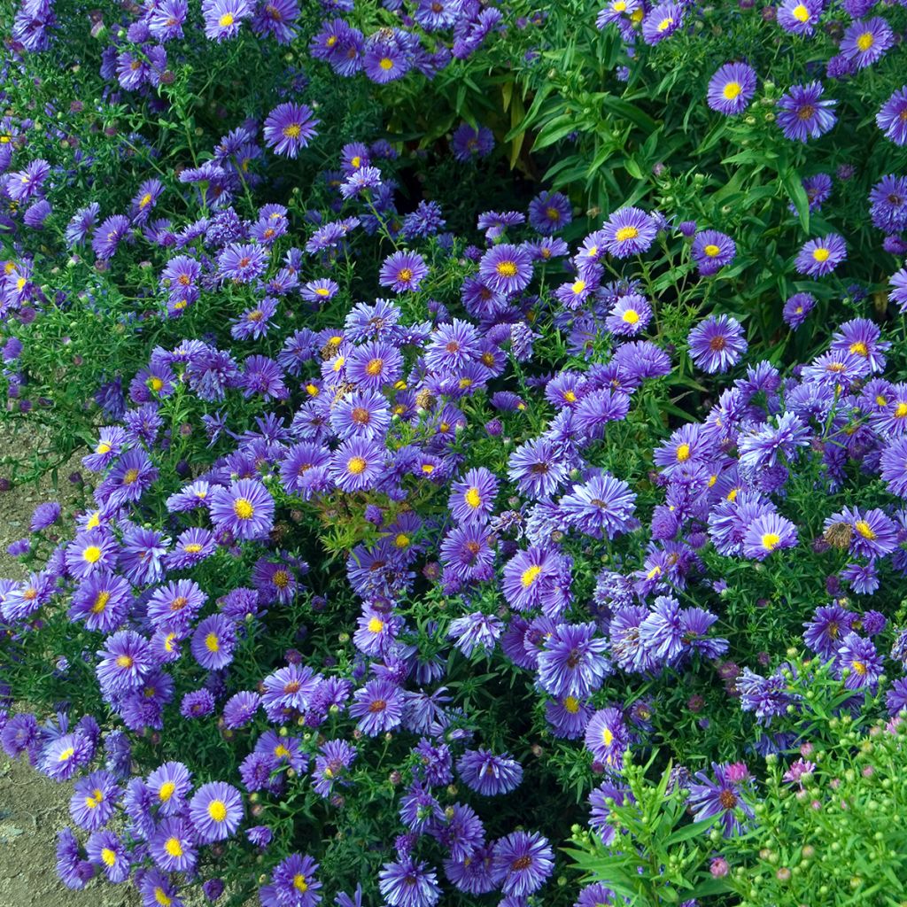 Aster novi-belgii Eventide - Astro settembrino