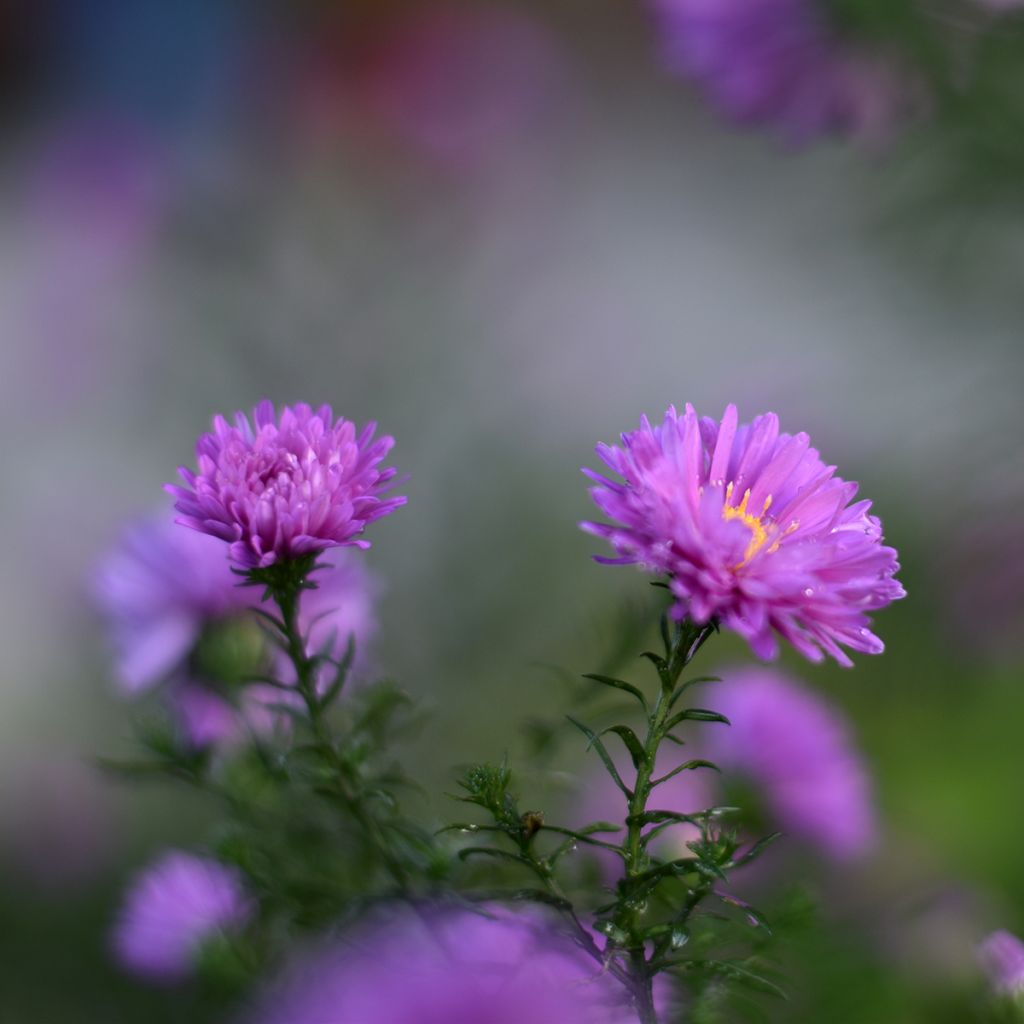 Aster novi-belgii Karmin Kuppel - Astro settembrino