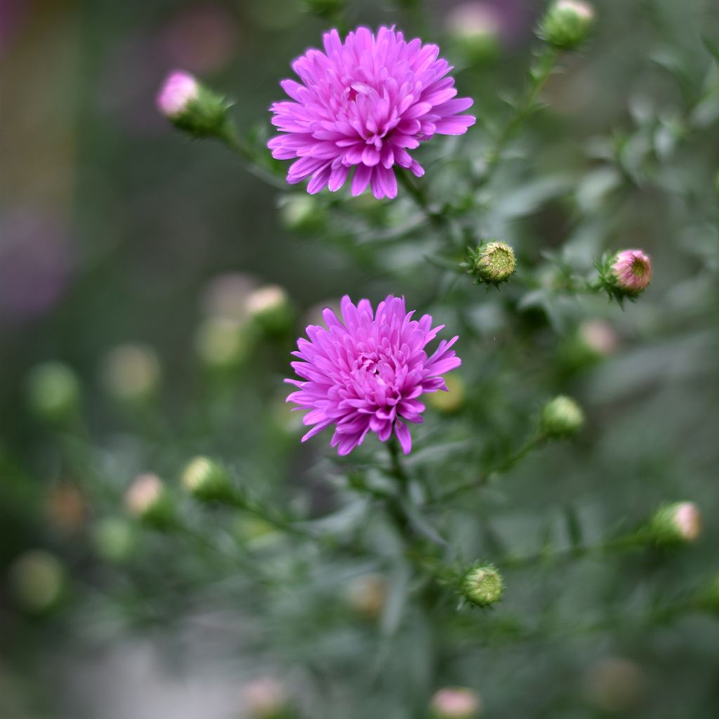 Aster novi-belgii Karmin Kuppel - Astro settembrino