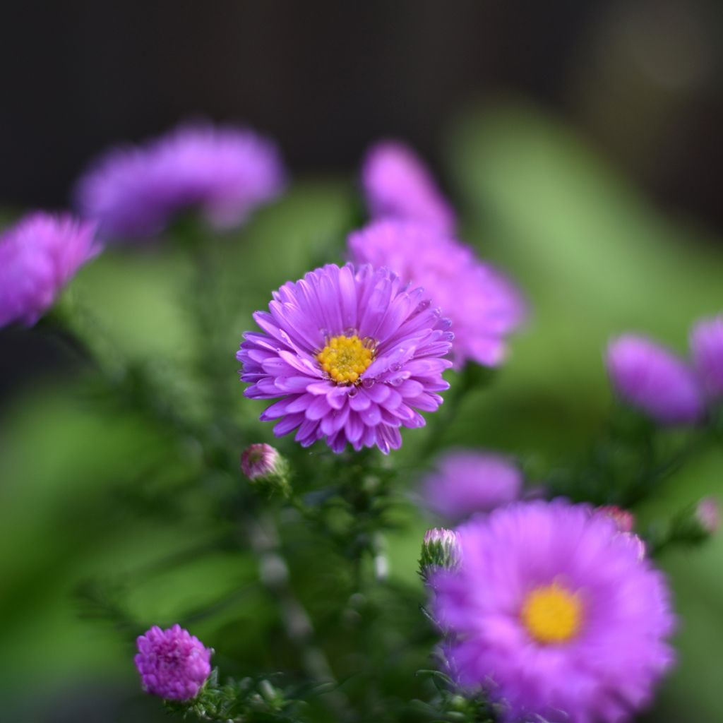 Aster novi-belgii Karmin Kuppel - Astro settembrino