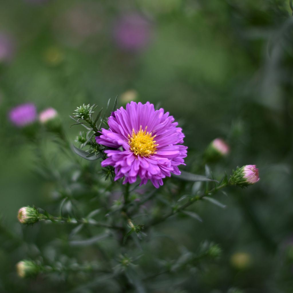 Aster novi-belgii Karmin Kuppel - Astro settembrino