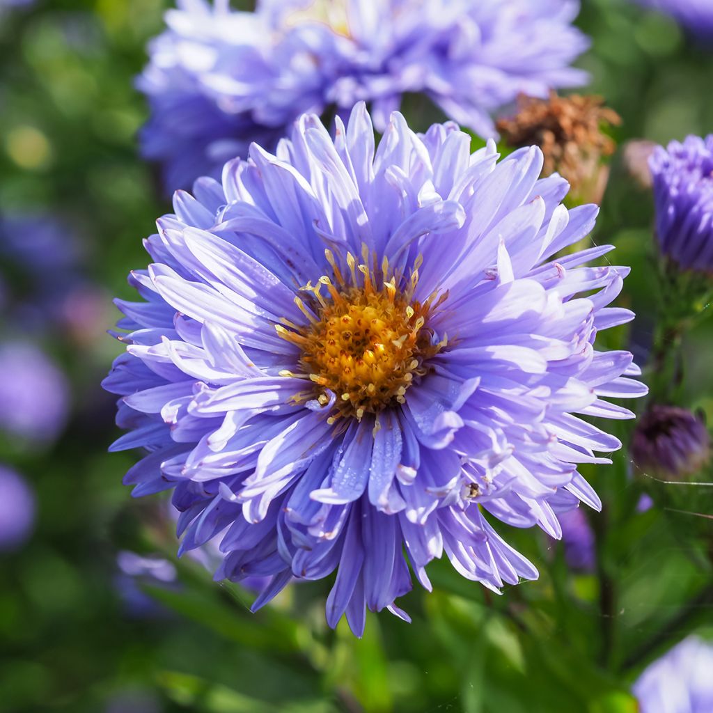 Aster novi-belgii Marie Ballard - Astro settembrino