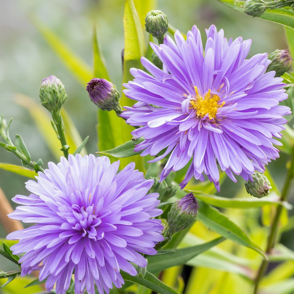 Aster novi-belgii Marie Ballard - Astro settembrino